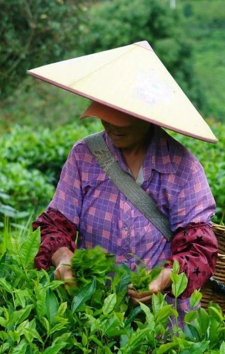 Jingdong County Plays the 'Eco-Card' in Tea Industry to Pave a Path for Farmers' Income Growth and Prosperity-2