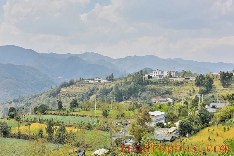 Lianfu Tea Mountain Boasts the 