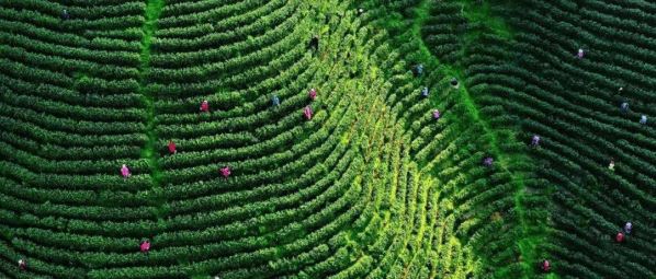 The Perfect Combination of Tea Industry and Tourism: Danzhai Tea Garden is Worth a Visit-1