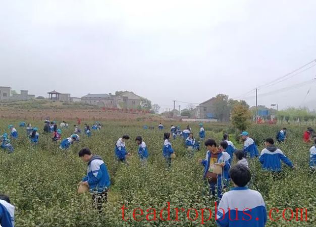 Fenshui Village, Ketan Town, Lujiang County, Hefei City: Writing the Tea Chapter of Rural Revitalization-1