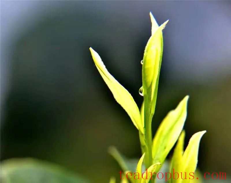 Winter Management Highlights: Tea Gardens Engaged in Autumn-Winter Management Training-2