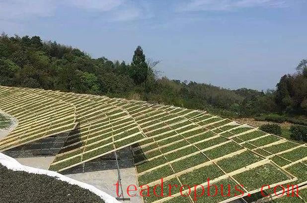 Fuding White Tea: Sun-drying, Charcoal-baking, Electric-baking—Which is Best?-2