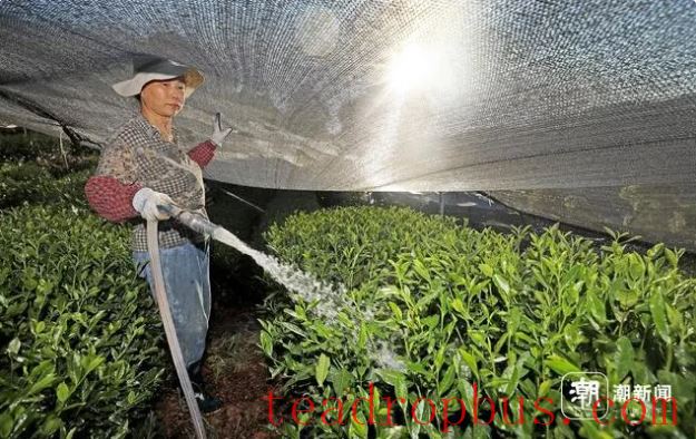 Hangzhou Endures High Temperatures as Tea Farmers Water to Fight Drought-1