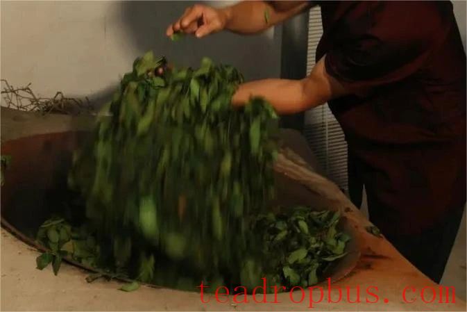Intangible Cultural Heritage of Humanity: Traditional Chinese Tea Processing Skills - Chapter ① on Oolong Tea – Tieguanyin-6