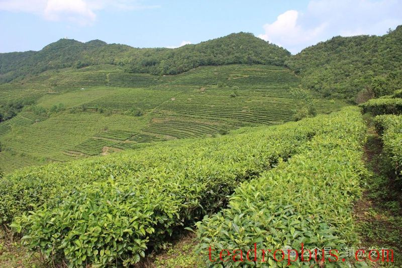 Zhenyuan County Breaks New Ground with the 
