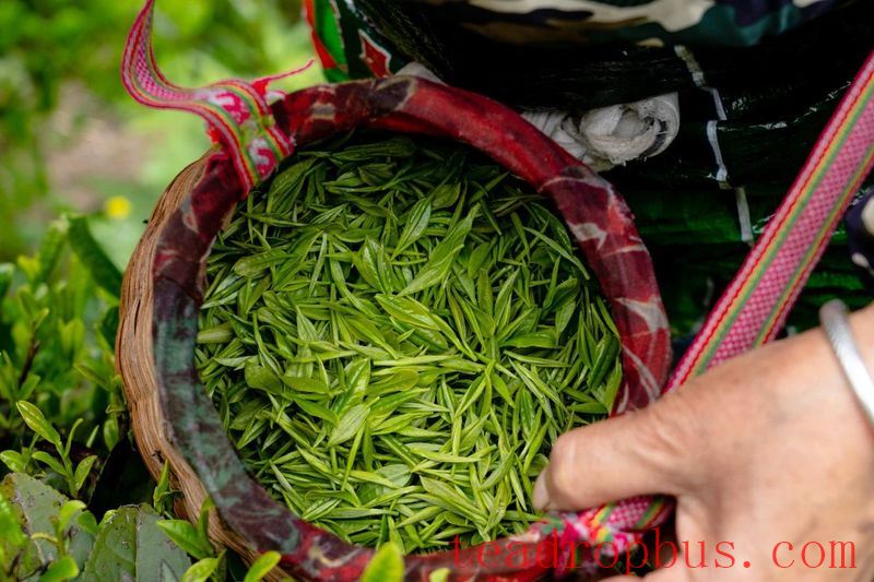 Tuanshan Village: The Mountains Bloom with 