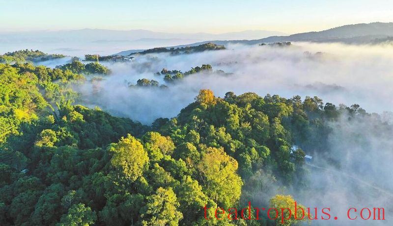 Menghai Nannuoshan Village: Party Leadership Navigates Integrated Development of Tea, Tourism, and Culture —— Aromatic Tea and Shared Prosperity for Villagers-1