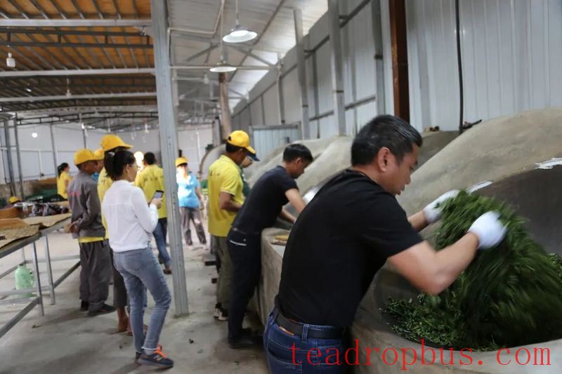 National Intangible Cultural Heritage Representative Project: Pu'er Tea Making Skills, Dayi Tea Making Skills-5