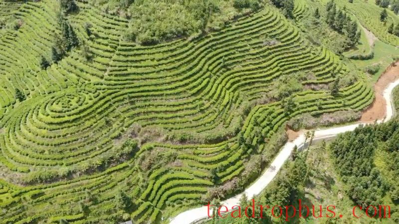 The Chronicles of Tea in Malipo (Part Five): A Tea Leaf's Monologue—This Fragrant Tea Comes from Malipo-1