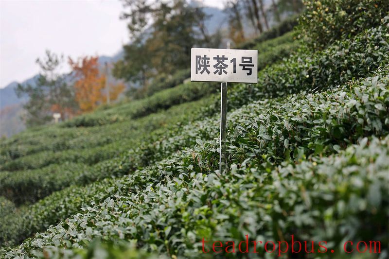 Hanbin in April: The Fragrance of Shaanxi Tea-5