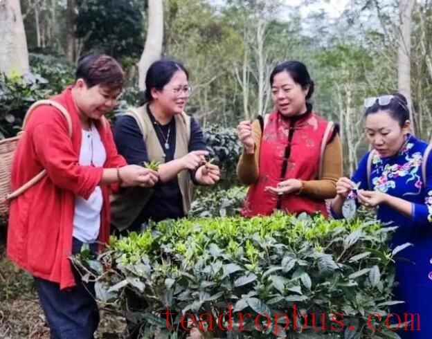 Jiangmen Enping's Xingwan Tea Factory Re-Selected as a 