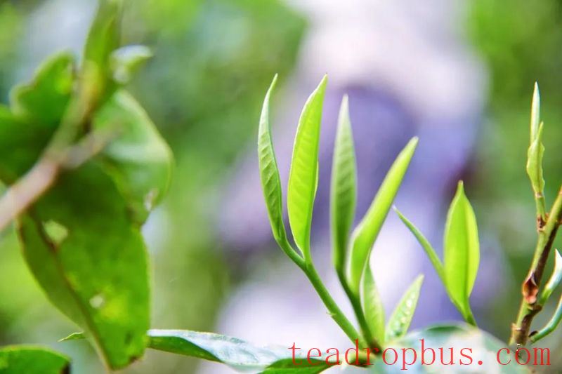 Cainong Tea: Appreciating Pu'er - The Beauty of Pu'er Tea, Part One-9
