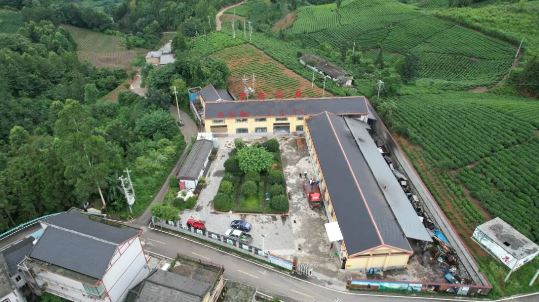 Pu'an: Summer Tea Harvest and Processing in Full Swing, Green Industry Booming with 