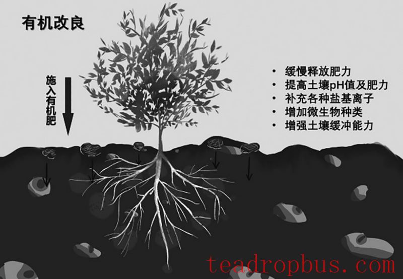 Teagarden Management: Remediation Measures for Soil Acidification in Teagardens-4