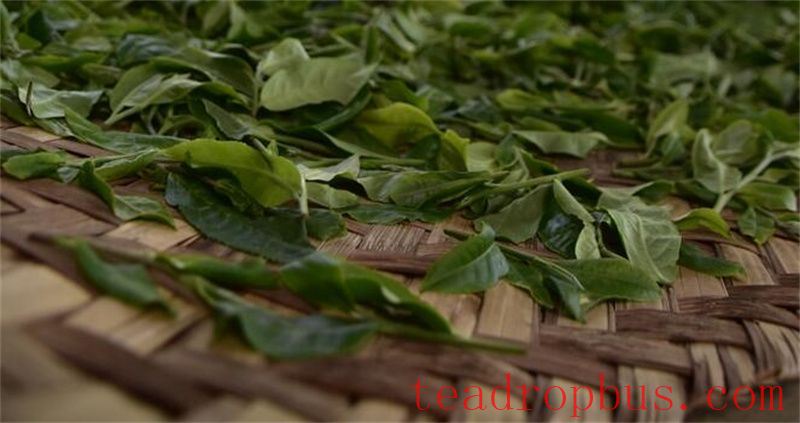 Caution Against Unorthodox Changes in Tea Processing: Low-Temperature Withering and Aroma Shaking-4