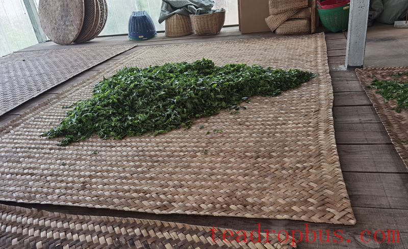 A Brief Discussion on Yiwu: Characteristics of Yiwu Ancient Tree Tea-6