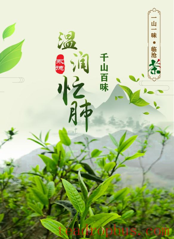 One Mountain, One Flavor: Lincang Tea - Yongde County: A Symphony of Flavors in a Warm and Nourishing Mangfei-1