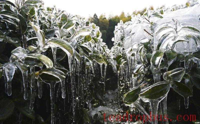Tea and Meteorology: Types of Frost Damage in Tea Gardens and Low-Temperature Emergency Protection Techniques-2