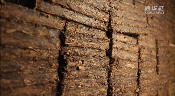 A Taste of Intangible Heritage: Liu Bao Tea's Aroma Touches the Heart-4