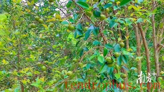 Camellia Oil Plantation: Huangtang Town, Zijin County Aims for 10,000 Mu-3