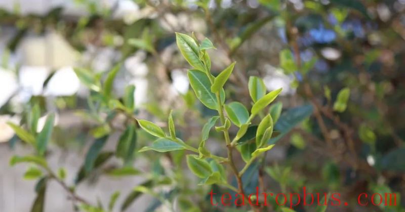 Lao Xu on Tea: The tea trees by the roadside in Pasha Zhongzhai are doing well, and the ancient tea trees in the tea garden have just sprouted!-2