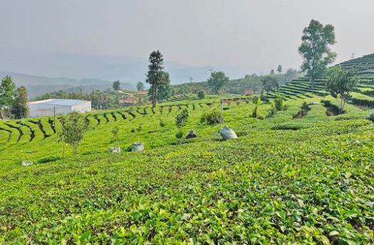 Mengtong: Tea Picking in the Cloudy Tea Sea is in Full Swing-3