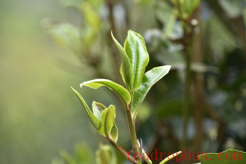 How to Brew the Aroma of Ancient Tree Tea?-1
