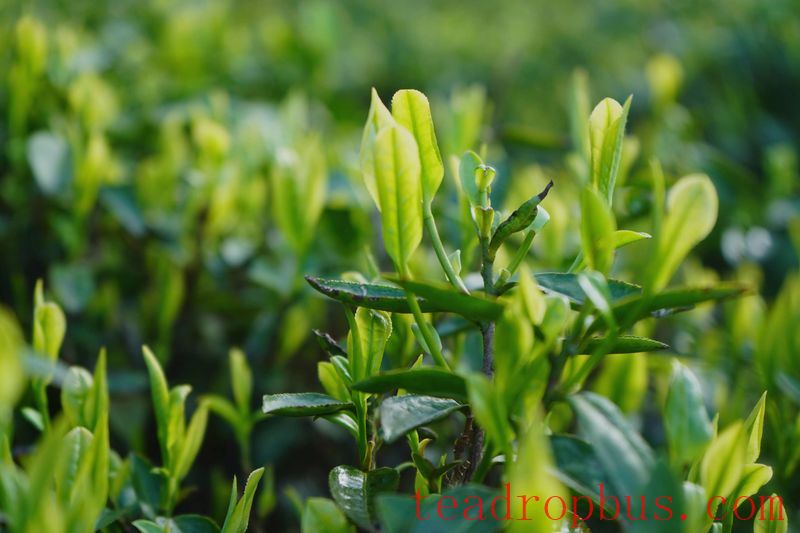 The Key Components in Tea That Alleviate Anxiety and Depression-1