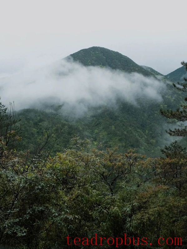 The Unique Ecological Environment of the Core Producing Area of Zhengshan XiaoZhong, the Ancestor of Black Tea-7
