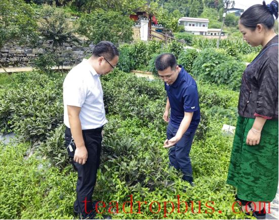 Insect Incidence and Control Methods of Black Scale Mealybug in Xiangxi Tea Gardens-1