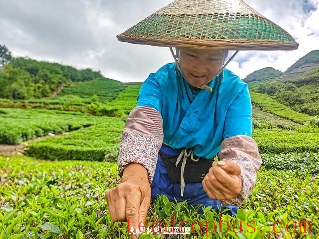Guiting Cloudy Mist Tribute Tea: Summer and Autumn Tea Production Boosts the Green Industry, Extending Development “Dividends”-1