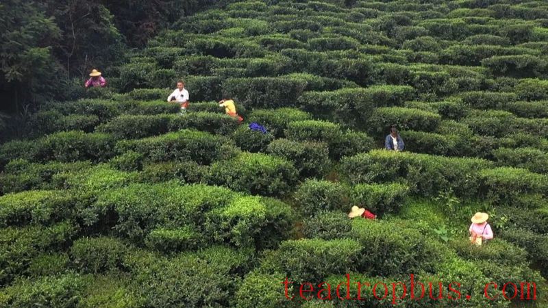 Cultivating Small and Micro Tea Enterprises to Advance the Growth of Liubao Tea Industry-4