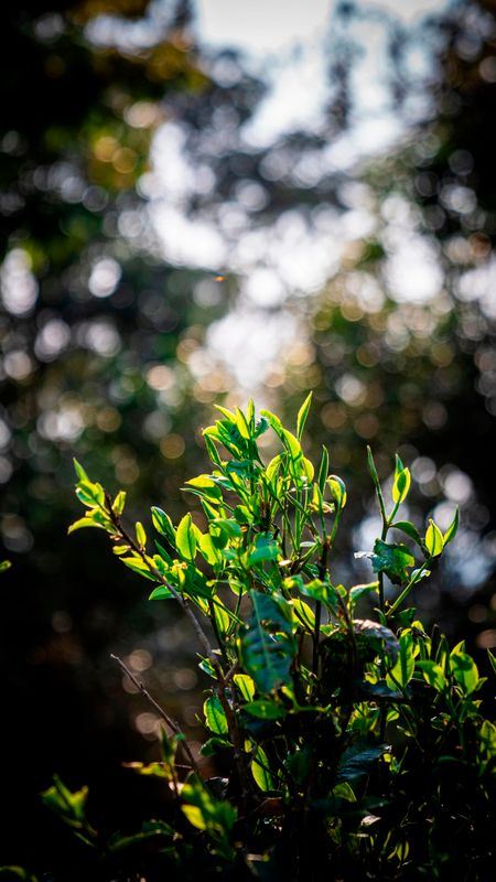 June Stretches Long, Meeting the Boundless Green of the He Kai Tea Garden-4