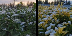 Tea and Meteorology: Types of Frost Damage in Tea Gardens and Low-Temperature Emergency Protection Techniques-3
