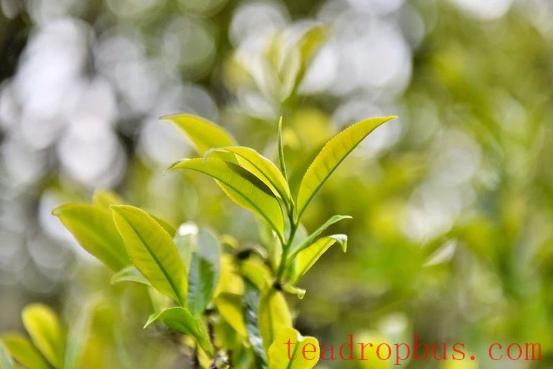 Lianfu Tea Mountain Boasts the 