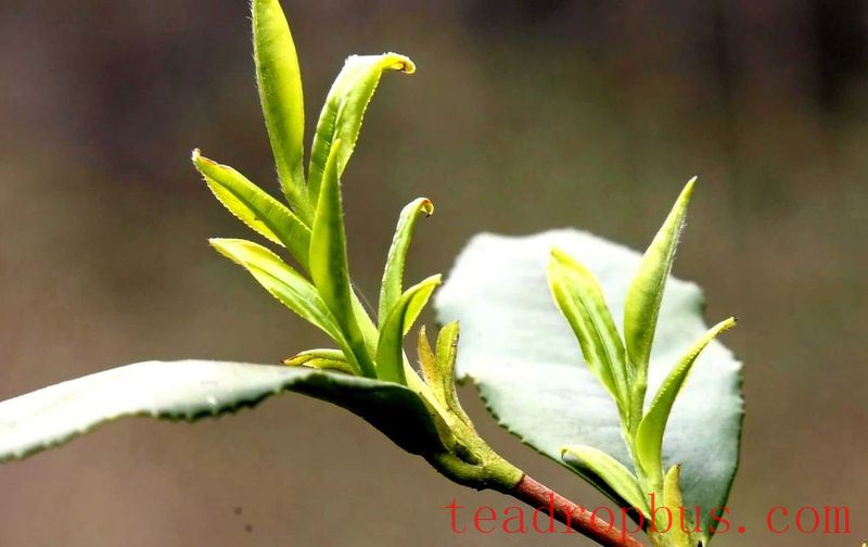 The Chronicles of Tea in Malipo (Part Five): A Tea Leaf's Monologue—This Fragrant Tea Comes from Malipo-4