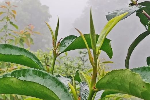 Mengtong Town, Cizhu Village: Spring Tea's Fragrance Attracts Distant Merchants-3
