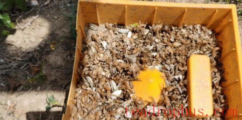 Zuodu Village, Xuelin Township: Conducting Tea Plant Pest Monitoring to Enhance the Quality and Efficiency of Ecological Tea Gardens-5