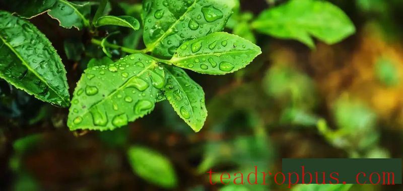 A Brief Discussion on the Shaking Process in Oolong Tea-1