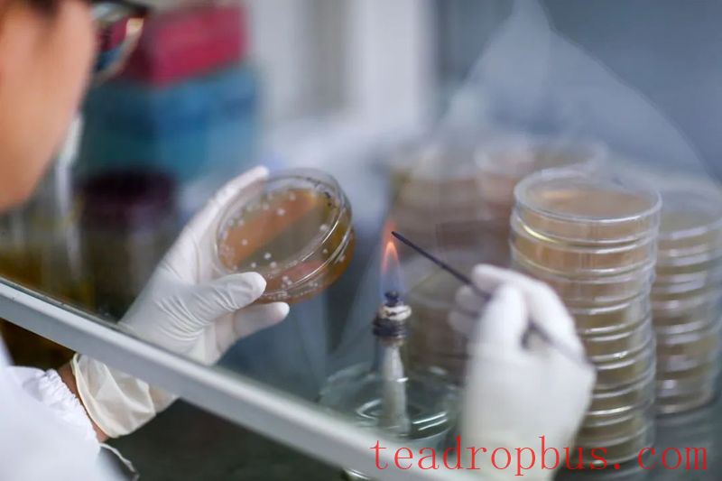 The Health Value of Microbial Fermented Tea-2