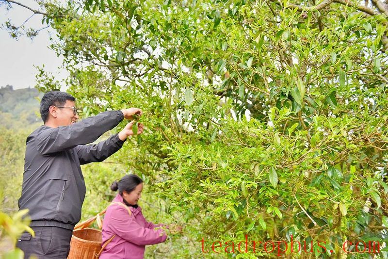 Lianfu Tea Mountain Boasts the 