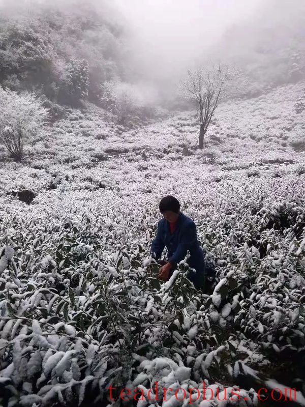 Cold Weather and Snow Management Techniques for Tea Gardens-3