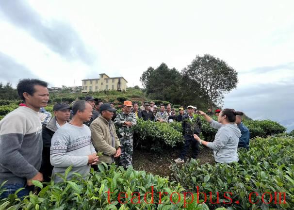 Lvchun County Conducts 2025 Autumn and Winter Tea Garden Technical Management Training-3