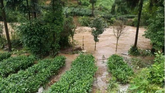 Tea Garden Safety Production: Wet Damage to Tea Plants and Its Prevention-1