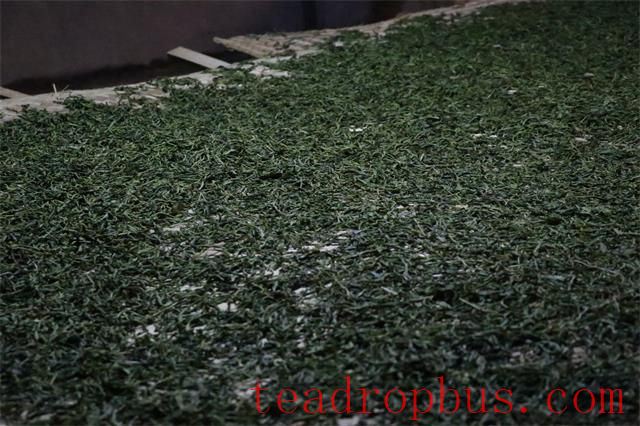 Pu'er Tea Production: The Metamorphosis of a Single Leaf-6