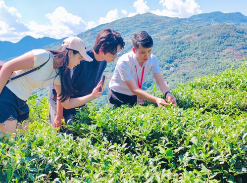 Village Rhythm Practice Team Boosts Rural Revitalization of Fujian's Tea Industry-1