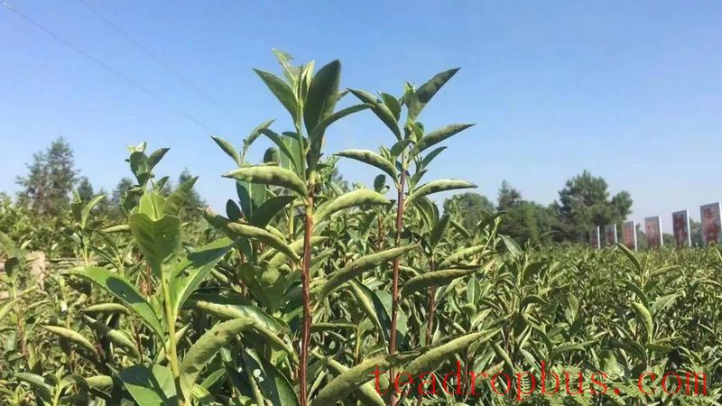 Yueyang Experience in Spraying Foliar Fertilizer for Drought and Cold Resistance in Tea Gardens-4