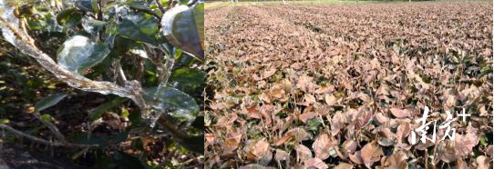 Icicles are beautiful, but don't neglect tea plant frost protection! Authoritative guidance here.-1