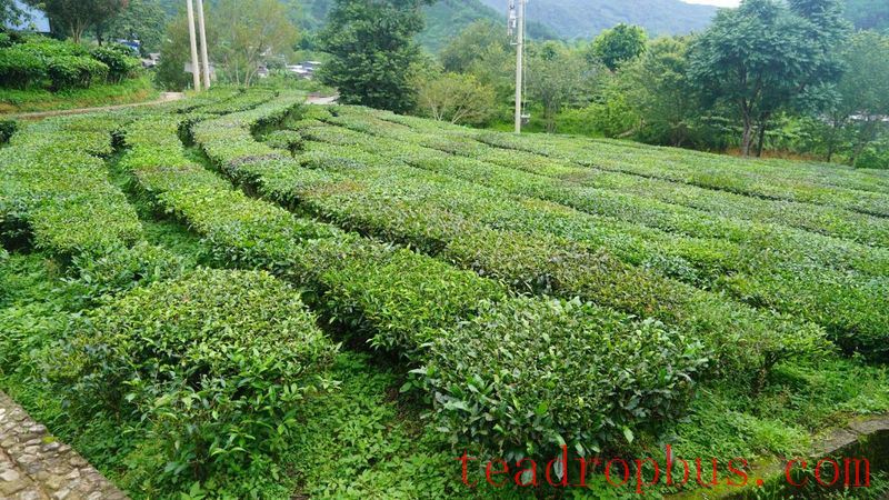 Jingdong County Plays the 'Eco-Card' in Tea Industry to Pave a Path for Farmers' Income Growth and Prosperity-11