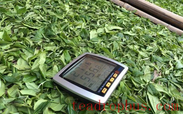White Tea Processing: What Exactly is 
